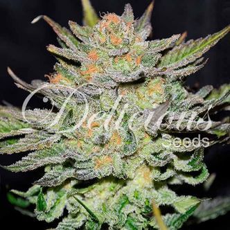 Blue Ace CBD Auto (Delicious Seeds) feminiserade