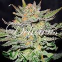 Blue Ace CBD Auto (Delicious Seeds) Feminiserade