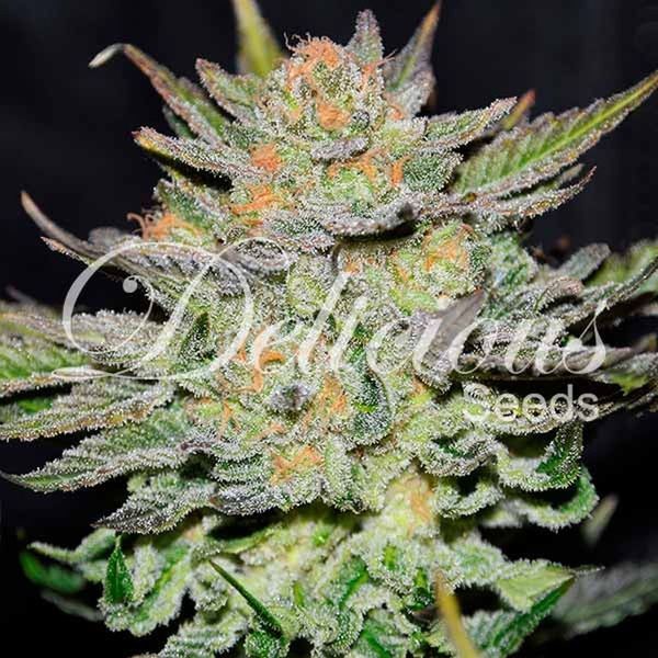 Blue Ace CBD Auto (Delicious Seeds) Feminiserade