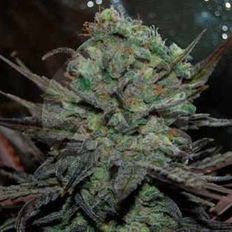 Eleven Roses Auto (Delicious Seeds) feminiserade