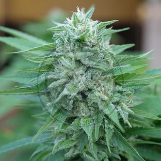 Moby Delicious (Delicious Seeds) feminiserade