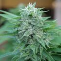 Moby Delicious (Delicious Seeds) Feminiserade