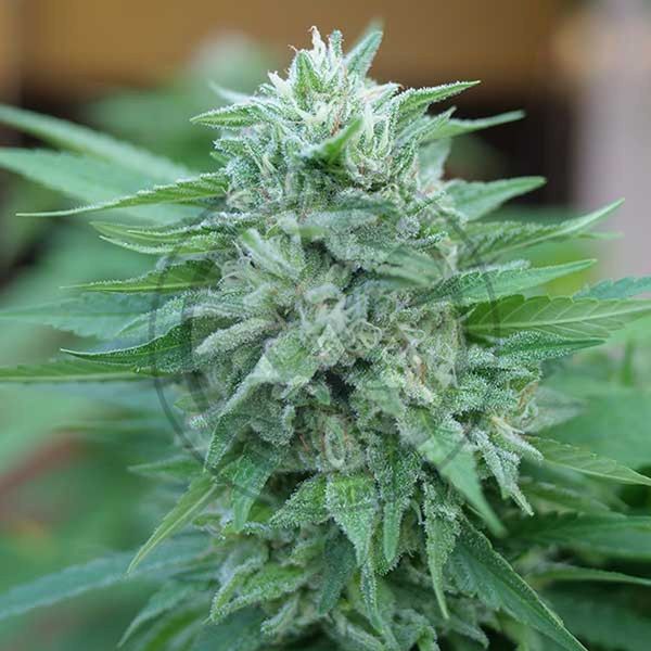 Moby Delicious (Delicious Seeds) Feminiserade