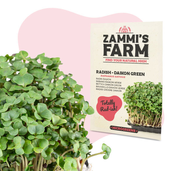 Daikonrädisa mikrogrönt – Daikon Green (Raphanus sativus) frön