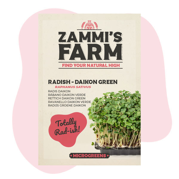 Daikonrädisa mikrogrönt – Daikon Green (Raphanus sativus) frön