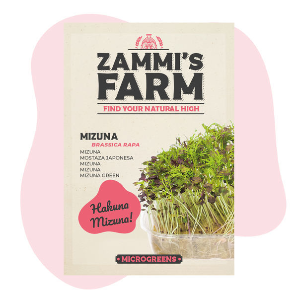 Mizuna-frön för mikrogrönt (Brassica rapa)