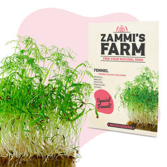 Mikrogr&ouml;nt f&auml;nk&aring;l (Foeniculum vulgare) fr&ouml;n