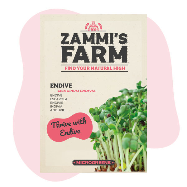 Mikrogrönt endiv (Cichorium endivia) frön