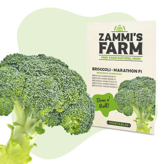 Broccolifr&ouml;n Marathon F1 (Brassica oleracea)