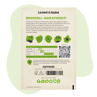 Broccolifrön Marathon F1 (Brassica oleracea)