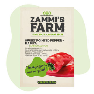 Söta spetsiga paprikafrön av sorten kapiya (Capsicum annuum)