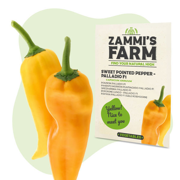 Söt spetsig paprika Palladio F1 (Capsicum annuum) frön