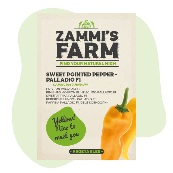 Söt spetsig paprika Palladio F1 (Capsicum annuum) frön