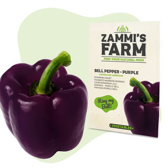 Paprika Purple Bell (Capsicum annuum) fr&ouml;n