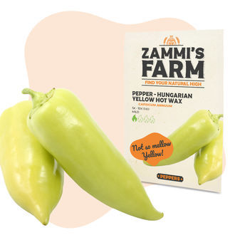 Fr&ouml;n av ungersk gul Hot Wax-chili (Capsicum annuum)