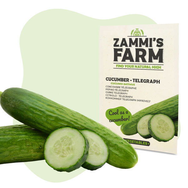 Telegraph-gurkfrön (Cucumis sativus)