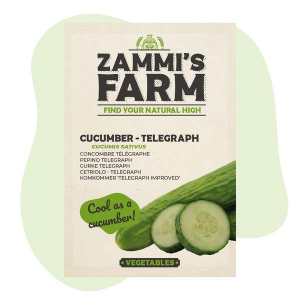 Telegraph-gurkfrön (Cucumis sativus)