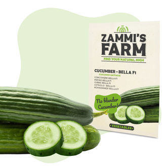 Gurkfr&ouml;n Bella F1 (Cucumis sativus)