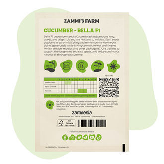Gurkfrön Bella F1 (Cucumis sativus)