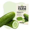 Kalimero F1 snackgurka (Cucumis sativus) frön