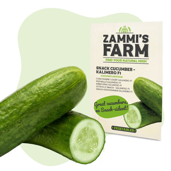 Kalimero F1 snackgurka (Cucumis sativus) frön