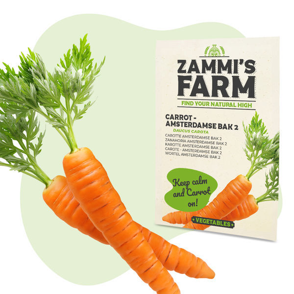 Morot Amsterdamse Bak 2 (Daucus carota) frön