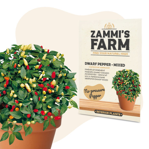 Dvärgpeppar 'Mix' (Capsicum annuum) frön