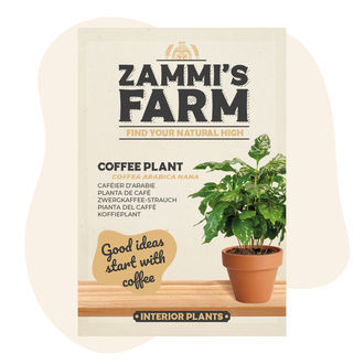 Kaffeväxt (Coffea arabica nana) frön