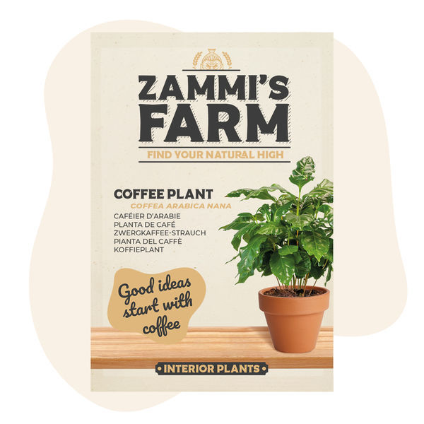Kaffeväxt (Coffea arabica nana) frön