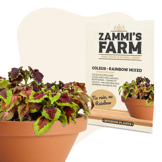 Palettblad &ndash; Rainbow Mix (Coleus blumei) fr&ouml;n