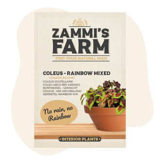 Palettblad – regnbågsmix (Coleus blumei) frön