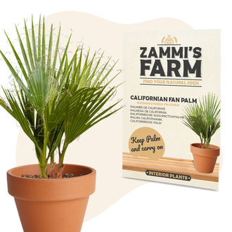 Fr&ouml;n av kalifornisk &ouml;kenfl&auml;ktpalm (Washingtonia filifera)