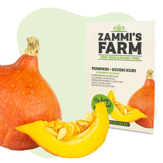 Uchiki Kuri-pumpafr&ouml;n (Cucurbita maxima)