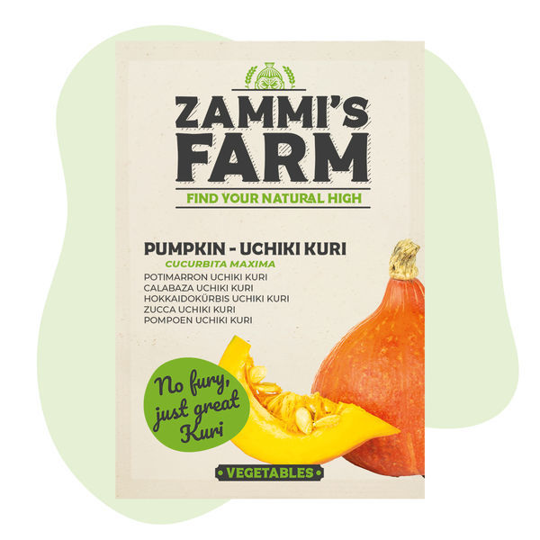 Uchiki Kuri-pumpafrön (Cucurbita maxima)