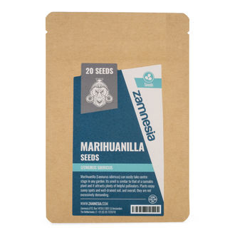 Marihuanilla (Leonurus sibiricus)-frön