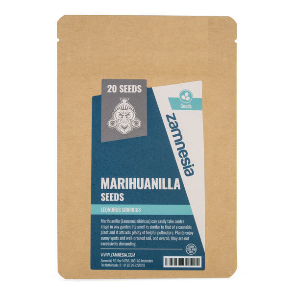 Marihuanilla (Leonurus sibiricus)-frön