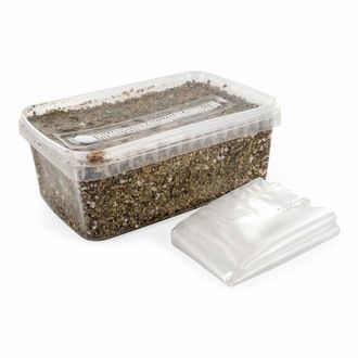 Kit med steriliserat substrat