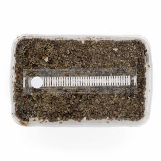 Kit med steriliserat substrat