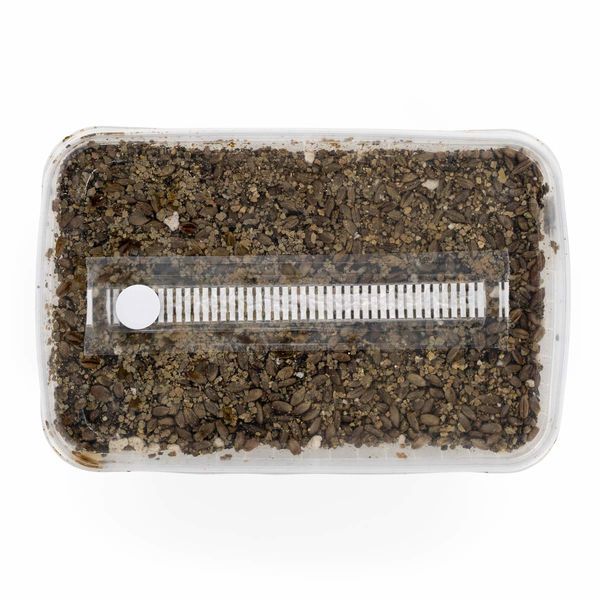 Kit med steriliserat substrat