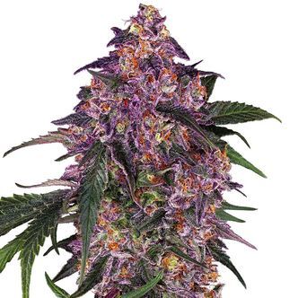 Sensi Purple Kush (Sensi Seeds) feminiserade
