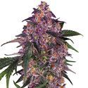 Sensi Purple Kush (Sensi Seeds) Feminiserade