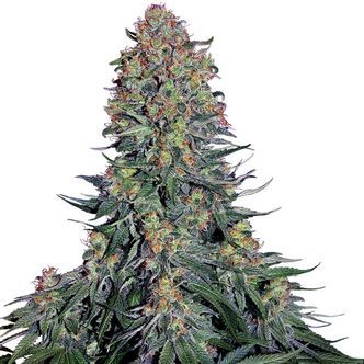 Blue Skunk (Sensi Seeds) feminiserade