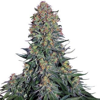 Blue Skunk (Sensi Seeds) Feminiserade