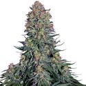 Blue Skunk (Sensi Seeds) Feminiserade