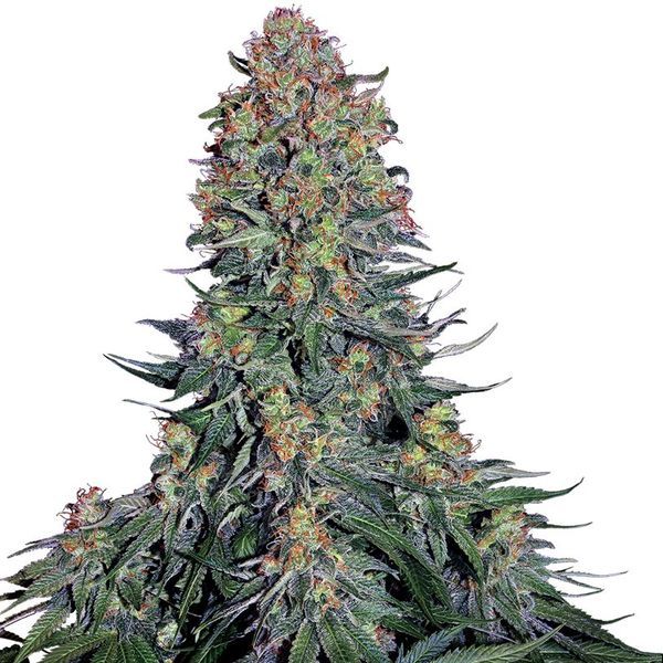 Blue Skunk (Sensi Seeds) Feminiserade