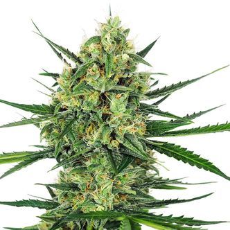 Tangerine Sugar (Sensi Seeds) feminiserade