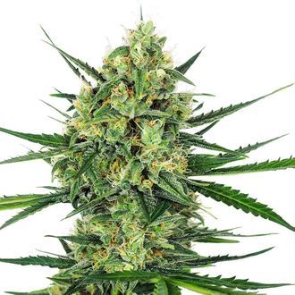 Tangerine Sugar (Sensi Seeds) Feminiserade