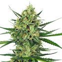 Tangerine Sugar (Sensi Seeds) Feminiserade