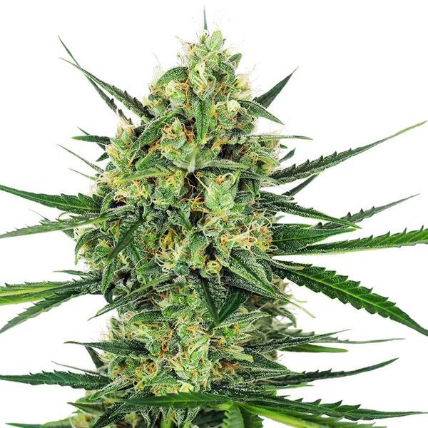 Tangerine Sugar (Sensi Seeds) Feminiserade