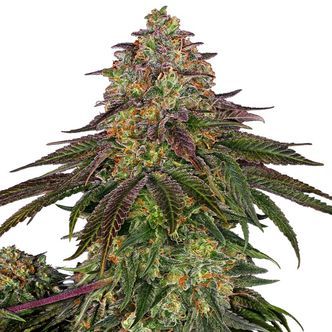 Sweet Cherry Kush (Sensi Seeds) feminiserade cannabisfr&ouml;n